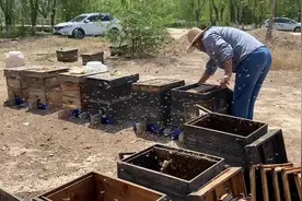 蜂场现场直播，来看看你们的老徐是怎么摇蜂蜜的视频封面