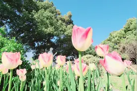 又是一年樱花开视频封面