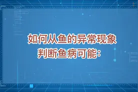 如何从鱼的异常现象判断鱼病可能！ 值得学习和收藏！#水产养殖视频封面