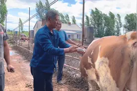 今天阿茹家一头牛吃铁了 手术取出2块铁丝 老兽医真厉害视频封面