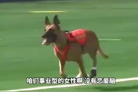 山西搜救犬“红利妹妹”服从科目出色完成。#全国消防搜救犬比武视频封面