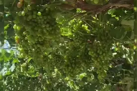 新疆是瓜果之乡，七月八月正是各种水果成熟的时节视频封面