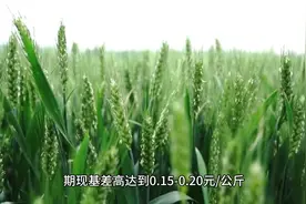 国内期货十大逼仓事件之三：郑州交易所2003年硬麦309事件视频封面