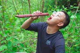 虎杖里面水能喝吗？是什么味道？虎杖蘸辣椒面，尝尝味道怎么样？视频封面