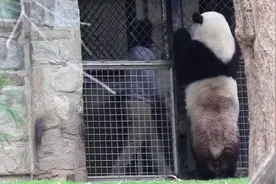 奇迹猪猪表情包出处，不到三岁时个头已经超过了饲养员视频封面