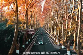 树是梧桐树，城是南京城，秋天的南京一夜美成了金陵视频封面