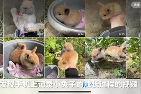 清理内存，顺便记录小兔子成长过程视频封面