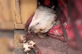 农村安保系统宕机 #狗是人类最忠诚的朋友 #搞笑视频封面