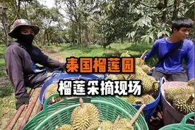 带大家到泰国的榴莲果园看一下，从榴莲采摘到包装的整个过程视频封面