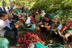 独龙族的集体劳动生活是快乐！探秘独龙族的收入#独龙族视频封面