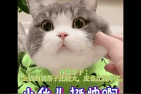 猫咪辨公母小白也能做到#萌宠 #动物 #猫🐱