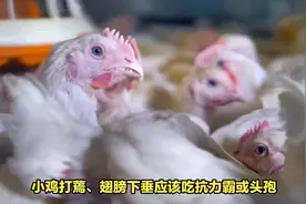 鸡闭眼瞌睡用什么#禽医刘帆 #鸡闭眼没精神 #禽病防治视频封面