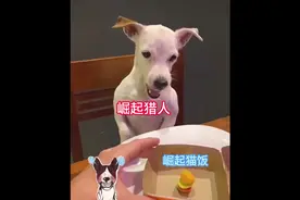 当崛起猎人和世界猎人一起吃饭。。。 #怪物猎人 #怪物猎人世界视频封面
