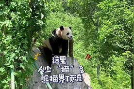 来卧龙大熊猫基地最大的坑不是人挤人也不是景区15一根的烤肠视频封面