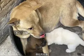 狗妈妈:别逼我扇你嗷 #小奶狗 #狗狗 #搞笑配音视频封面