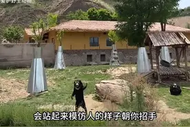 #人面熊 #最迷人的最危险视频封面