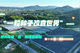 “一粒种子改变世界”——靖州种业“芯”链强势崛起 #靖州视频封面