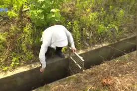 一说到血吸虫病，很多上点年纪的人都是谈虫色变视频封面
