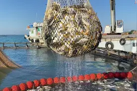 湛江：草潭金鲳鱼捕捞季（预计9月中旬开始）#生猛海鲜视频封面