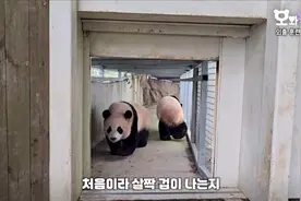 睿宝辉宝锻炼出外场，这好奇试探的样子好可爱#睿宝辉宝视频封面
