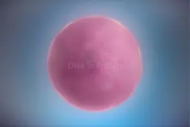 3D演示 DNA转录合成蛋白质过程 #科普视频封面