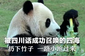 旅居卡塔尔大熊猫听到四川老乡的召唤，立马扔下竹子，一路小跑过来。#红星世界杯 #2022世界杯视频封面