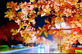 郑州最美“樱花大道”#迎宾路 #樱花大道 #vlog日常视频封面
