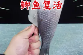 把鲜活的鲫鱼冻成冰棍，然后放入鱼缸化冻后居然复活了？它真能起死回生吗？#打假 #测评 视频封面