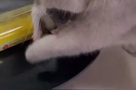 其实多少也是孩子的一点心意，要不我吃一口？？！#猫咪给主人送饭饭视频封面