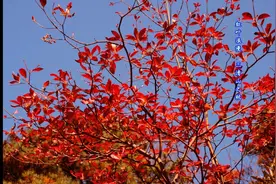 中国现代16首最美短诗之五视频封面