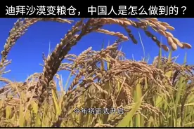 中国人怎么把沙漠变成粮仓的？#三农 #农业 #科普 #人文 #知识分享 #农业种植  #农业技术 @抖音短视频视频封面