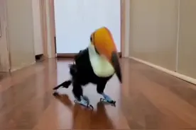 巨嘴鸟被饲养员从小带大，每天饲养员下班都想跟回去，这天终于实现了它的愿望。#萌宠成精了 #治愈 #神奇动物在抖音视频封面