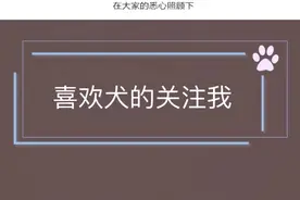 退休的警犬去哪里了？#涨知识 #警犬 #军犬@抖音短视频视频封面
