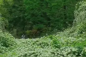 白色蔷薇花 地铁五号线锦城湖D出口前行100米即到。#dou来郁见你 @新湖地产视频封面