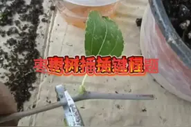 枣树扦插繁殖的关键是选好枝条，你学会了吗？#育苗技术 #扦插 #嫁接技术 #种子发芽 #花卉绿植 