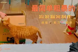 简单容易的流浪猫窝自制教程～工具：快递纸箱，胶带视频封面