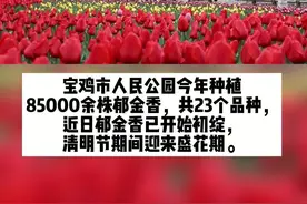 宝鸡：人民公园郁金香即将迎来盛花期#宝鸡 #赏花 #郁金香盛开的季节 视频封面