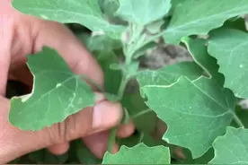 灰灰菜能不能吃，听我来讲！#抖音520宠爱季 #抖音520宠爱季 #植物科普 #花卉绿植 #一花一草一世界 #一日一植物 #大自然的馈赠 #万物生长 #植物 #绿色植物 #野生植物 #园艺 #一份耕耘一份收获视频封面