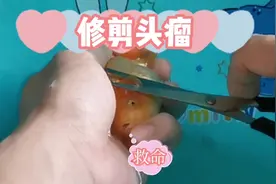 兰寿头瘤外伤的处理方法#兰寿 #兰寿金鱼 #养鱼日记 #金鱼视频封面