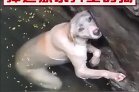 一只狗掉进了很深的井里，绝望的时候，有好心人下井救了它！#聊猫说狗 #盘特宠物 @头条宠物 @盘特宠物视频封面