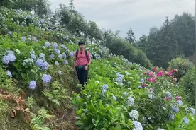 重庆巴南石龙绣球花海太漂亮了，这个季节来漫山遍野全是绣球花视频封面