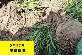 年轻全职妈妈找到完美零工 和大妈一起种花日均200 网友心动了@默然 视频封面