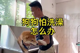 狗怕洗澡怎么办？狗狗洗护问题还是交给专业人员搞吧视频封面
