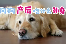 狗狗产后吃什么补身体视频封面