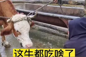 这牛整天踢肚子，看着都难受。 找了专业人士过来看看取出来了这么多铁。#养牛人 #农村养牛 #养殖人加油 #正能量牛羊养殖技术与经验分享 #育肥牛 视频封面