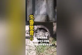 #青海生活日记 很多人听说狲尚香自闭了，都在吐槽包办婚姻，然而你们可知道，那三天都是香香在主动啊！#兔狲繁育有多难 视频封面
