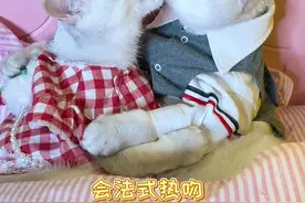 奉劝大家不要同时养两只猫！#一睡就上头#抖音超品日#好被芯选水星#猫 #猫咪的迷惑行为视频封面