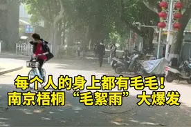 每个人的身上都有毛毛！南京梧桐“毛絮雨”大爆发 #江苏全民目击视频封面