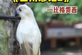 四川人说的四川谚语 充满智慧和道理 确确实实了不起😄整起😄#四川谚语 #四川话 #四川视频封面