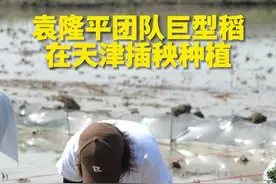 袁隆平团队研究的巨型稻，插秧！